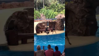 Sea lions show