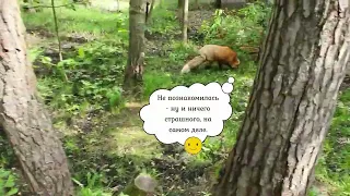 Ли Сяо / Alice the Fox Лиса Алиса  (Борьба за территорию!!)