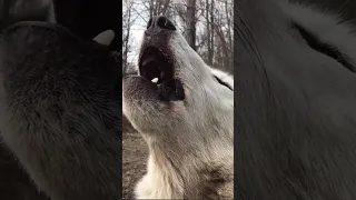Wolf howling sound effect