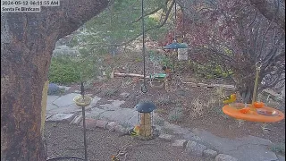 ladderback, jays, tanagers, orioles and grosbeaks visit the Santa Fe Birdcam, 5-12-2024