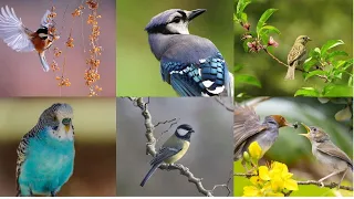 Forest bird chirping nature sounds - bird sounds spectacular || morning bird song 2021