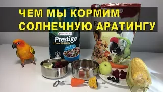 Чем мы кормим нашу Солнечную Аратингу Бруню.