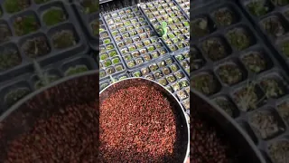 Выращивание хвойных из семян