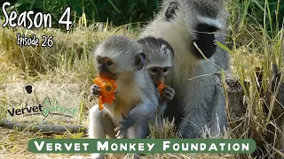 Baby orphan monkeys released into the Skunkey monkey group, updates on Goliath babies