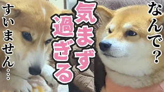 【犬猫アテレコ】踏まれた犬と踏んだ犬の異様な空気