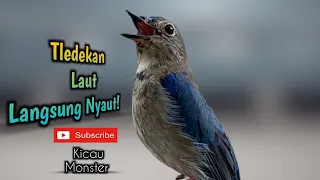 Suara Tledekan laut Cepat merangsang bunyi burung bahan