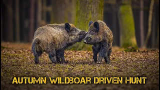 Deadly autumn wild boar driven hunt - Shooting hogs in Bulgaria - wild boar hunting in Bulgaria