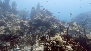 Scuba Diving at Catalina Aquarium | Catalina Island | Trip to Punta Cana, Dominican Republic 2021