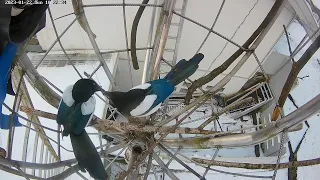 230122 magpies, short flirt inside the nest in January