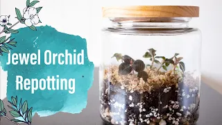 Jewel Orchid Repotting/DIY simple terrarium/Repotting Step by Step