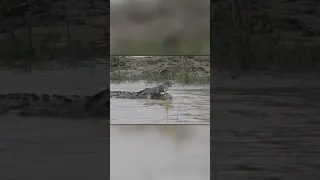 Битва Двух Огромным Крокодилов