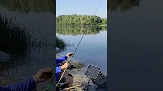 #ukraine #рибалка #десна #фідер #fishing #рибалкавукраїні #2023 #лящ #україна #bream #subscribe