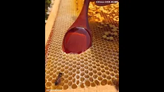 Oddly Satisfying Bee Honey Extraction (2021) Tiktoks