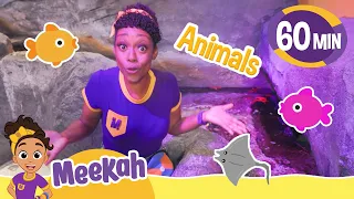 Meekah's Amazing Aquarium Friends! | 1 HOUR OF MEEKAH! | Educational Videos for Kids