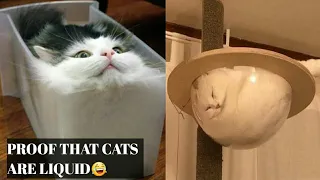 Cats Are Liquid😂 Proof in this video