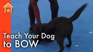 Teach Your Dog to Bow