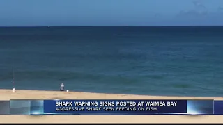 Shark warning at Waimea Bay and Kaimana Beach