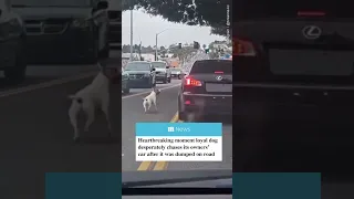 Heartbreaking moment abandoned dog chases its owners' car after it was dumped on the road