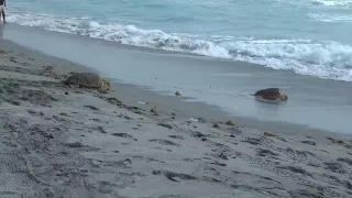 2 injured loggerhead turtles triumphantly crawl into the Atlantic after rehabbing in Florida