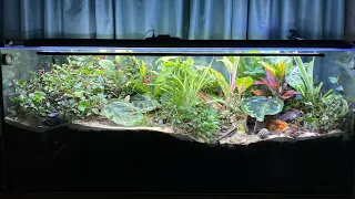 HUGE MULTI-SPECIES VIVARIUM UPDATE | Myrmica Ruginodis | Update 17