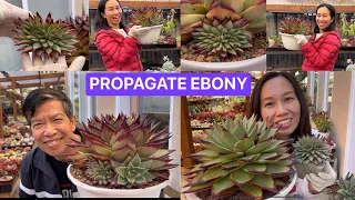 TIME TO PROPAGATE ECHEVERIA | NHÂN GIỐNG ĐẾ VƯƠNG