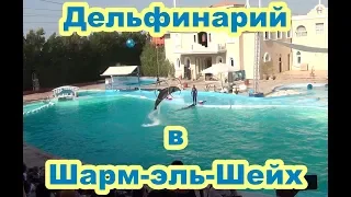 Дельфинарий в Шарм-эль-Шейх (Dolphinarium in Sharm El Sheikh) HD