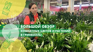 Большой обзор комнатных цветов и растений в Гринвилль! Много новинок и коллекционных экземпляров!