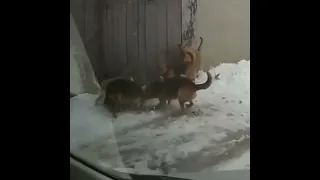 МУЖЧИНА СПАС КОТА, НА КОТОРОГО НАБРОСИЛАСЬ СТАЯ СОБАК / A man saved a cat from a dog