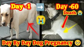 day 1 to day 60 dog pregnancy 🥺 l dog pregnancy day by l dog pregnancy week by week l pregnant dog