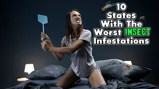 The 10 States with the Worst Insect Infestations