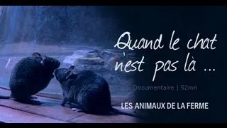 Quand le chat n'est pas là... - film documentaire animalier