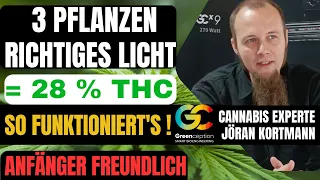 3 Pflanzen Cannabis Anbau richtige LED Lichtspektrum für beste Qualität Anfänger  Greenception