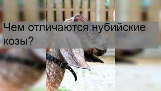 Чем отличаются нубийские козы?