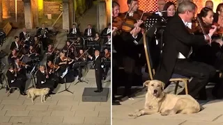 Adorable dog steals the show during orchestra performance in Turkey