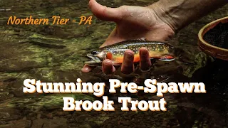 BRILLIANT Pre-Spawn BROOKIES on the FLY - NORTHERN TIER, PA