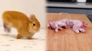 Cuteness Is Nothing Compared to Deliciousness#Speed version#frank #tiktok #food #funny #amazing