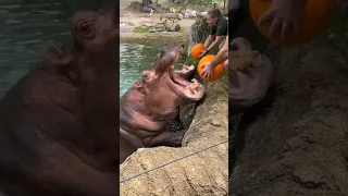 Hungry Hippos Enjoy Pumpkin Treats || ViralHog #animals #youtubeshorts #viral #tiktok #shorts