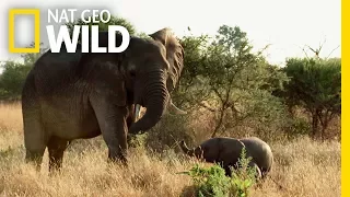 Elephant Family Bonds | Elephant: King of the Kalahari