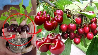How To Grow Cherry Plant At Home Fast And Easy