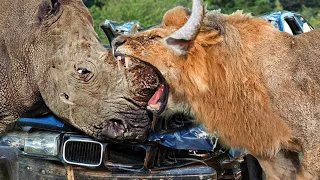 Mother Rhino Saves Newborn Baby From Lion Attack | Rhino vs Lion, Elephant, Buffalo, Hippo...