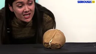 Patti Reviews Exotic Animals: Armadillo