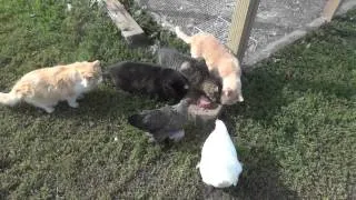 Cats, ducks, and chickens eat together.