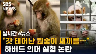 "갓 태어난 원숭이 새끼를…"  하버드 의대 실험 논란 / SBS / 실시간 e뉴스