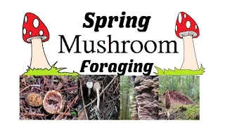 Spring Mushroom Foraging- Identifying Wild Mushrooms in Spring!