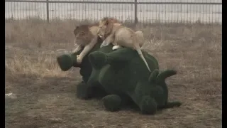 Раннее утро, львы Филя и Витя. Early morning, lions Phil and Victor