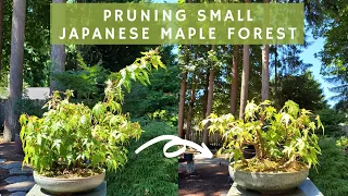 Pruning Small Japanese Maple Forest