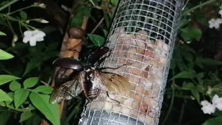 Stag beetle flight