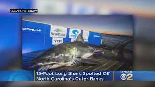 15-Foot Shark 'Luna' Spotted Off North Carolina's Outer Banks