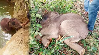 Saving cute baby elephant fallen in to an abandoned well and given a new home