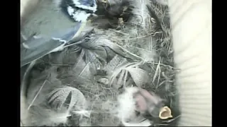 Chick out of nest,  Day 6 bluetit chicks 30 May 2019